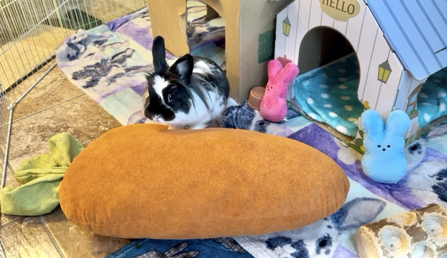 A lionhead stands on a carrot pillow proudly. She is wondering why this giant vegetable has appeared in her lab.