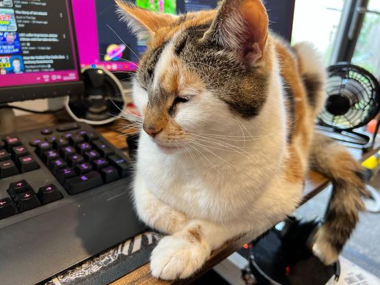 A photo of a calico cat who is sitting on a computer desk, facing the camera but looking to the left and her eyes are almost closed. Immediately to her left is a computer keyboard and in the background can be seen a couple of PC monitors, a PC speaker and a small desktop fan.