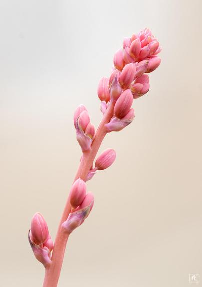 Color photo of the end of a red yucca flower spike full of flower buds.
