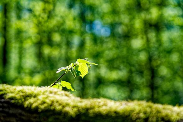 Minimalistische Natur-Fotografie, fast nur in Grün-Tönen: Etwas links unterhalb der BildMitte ragt hinter einem BaumStamm voller Moos ein einzelner Zweig schräg nach oben, er ist von der Sonne beleuchtet. Nur dieser Zweig und die wenigen jungen Blätter daran sind scharf. Im HinterGrund stehen Bäume mit frischem grünem Laub, die aber sehr unscharf sind, alles Helle hier ist in weiche runde BlendenFlecke aufgelöst. Im Laub hinten blitzt, genau in der Verlängerung des zentralen Zweigs (als ob er dorthin zeigen würde), etwas Himmel durch die Bäume; diese wenigen blauen Unschärfe-Kreise sind das Einzige im Bild, was nicht grün ist.