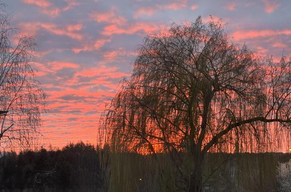 The image shows a landscape with trees silhouetted against a vibrant sunset sky. The clouds are illuminated in shades of pink, orange, and purple, creating a dramatic and picturesque scene.