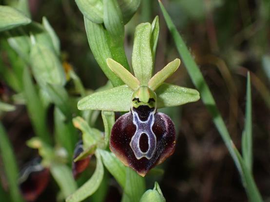 Close-up of Ophrys zeusii