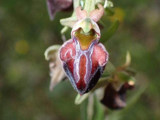 Close-up of Ophrys herae