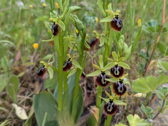 Ophrys zeusii plant