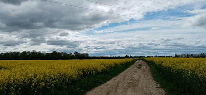 Un chemin de terre entre des champs de colza