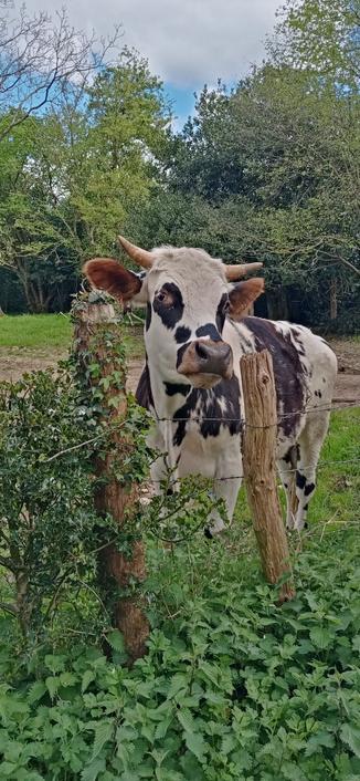 Une vache normande