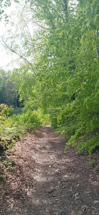Un chemin de randonnée au bord des arbres