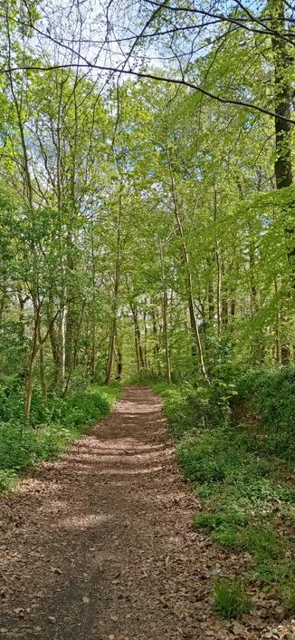 Un chemin de randonnée en forêt