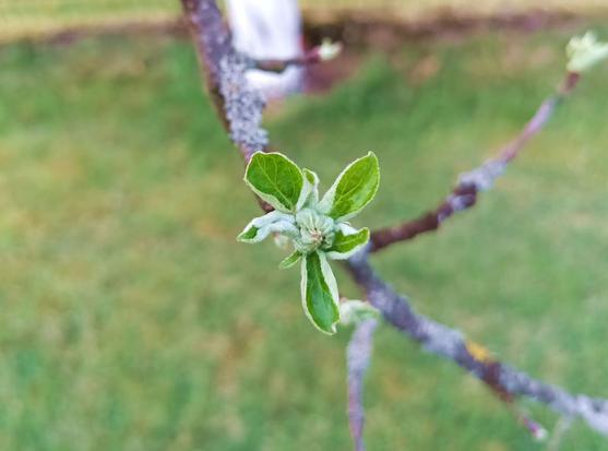Close-up of an apple tree that has just budded and is unfurling a bushel of green leaves. Some are mostly unrolled, others still curled up or in a compact bundle near the center.