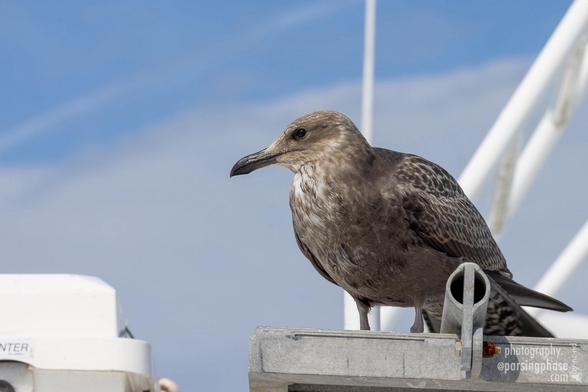 A dagger-billed, gray-brown juvenile gull stands on a metal hatch on the roof of a boat.