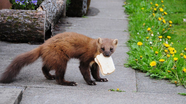 Pine Marten in Scotland eating a sandwich (it looks more like it has been willingly fed by someone rather than stealing the food, as it probably wouldn't hang around for photographers if that were the case)