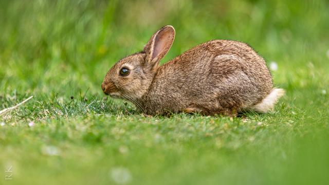 A small brown rabbit resting on grass, set against a blurred green background.