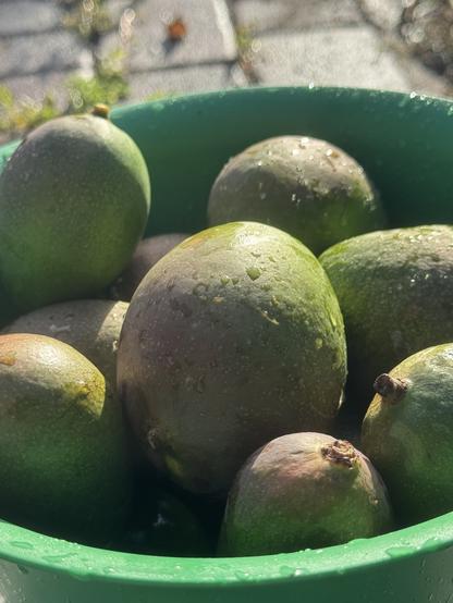 Green mangoes with red blush in a green basket