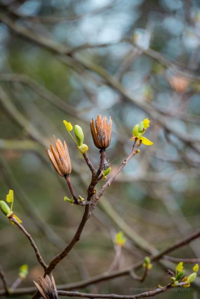 Spent husks of last season’s seed pods still cling to the branch as fresh green life bursts forth. The renewal feels especially tender here—like nature is pausing between breaths.