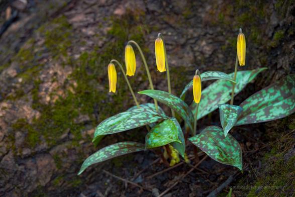 (Erythronium americanum)

Shy yellow trout lilies bow to the forest floor, their speckled leaves blending into the mossy backdrop. Their bloom is brief but unmistakable—a wild woodland signal that spring is underway.