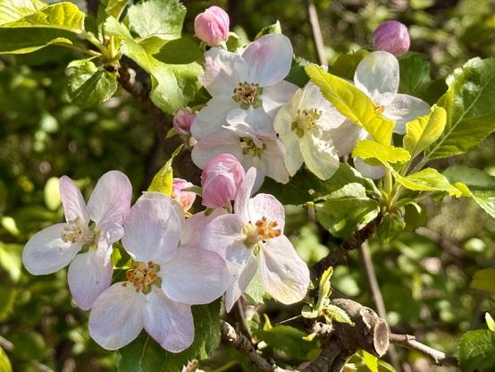 Apfelblüten
