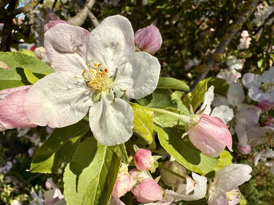 Apfelblüten