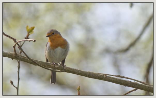 Ein kleiner Vogel mit orangefarbener Brust sitzt auf einem Ast, umgeben von einem unscharfen natürlichen Hintergrund. Der Kopf ist leicht zur Seite geneigt und der Blick keck auf den Betrachter gerichtet.

A small bird with an orange breast sits on a branch, surrounded by a blurred natural background. Its head is tilted slightly to the side and its gaze is boldly directed at the viewer.