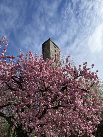 Hann.Münden - Blühender Baum