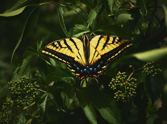 A vibrant yellow and black butterfly with intricate patterns on its wings is perched on lush green leaves. The butterfly's wings are open, displaying bold black stripes and blue spots near the bottom edges. The background consists of dense foliage and small clusters of green berries.