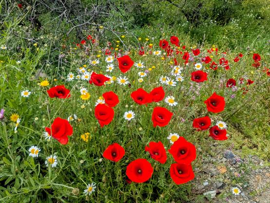 Flowers in a field