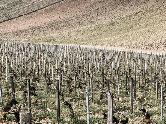 Rows of vines as far as the eye can see. The view is downhill. At the lowest point à path cuts the fields diagonally, and gives the image a graphic dynamic. Behind the path new fields curve up again. All you see is vineyards.