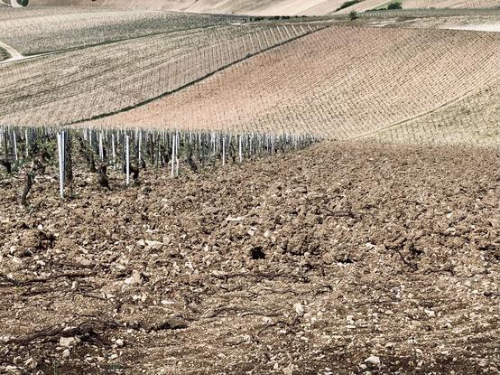 In the foreground an unplanted field with just brown and stony soil. Left a vineyard starts with the first row. In the background endless rows of rolling hills with more vines.