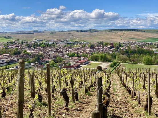 A view from out of one of the vineyards down onto the village of Chablis. More rolling hills and a blue sky with candy cotton white clouds in the background.