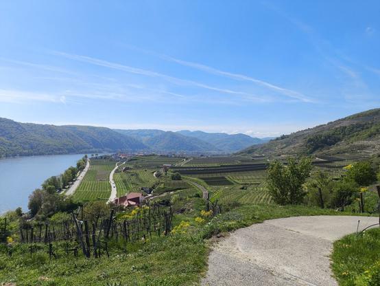Im Vordergrund eine Straße die nach rechts weg führt. Viel grünes Gras rundherum. Blick auf eine breite Talbucht unten, die komplett mit Weingärten bewachsen ist. Vereinzelt Häuser, in der Ferne eine Ortschaft. Links ist ein großer Fluss zu sehen.