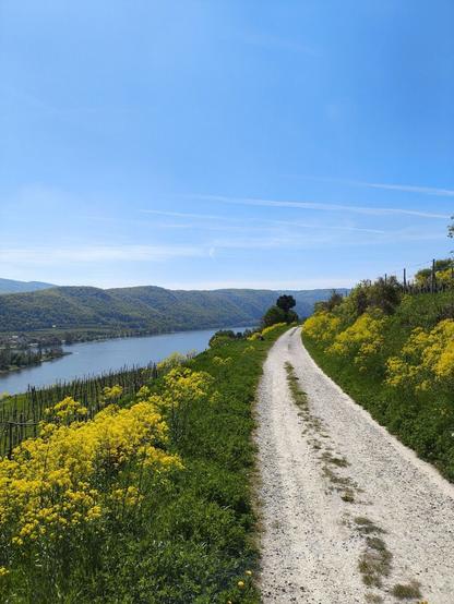 Ein Güterweg führt zwischen grün und gelb bewachsenen Büschen hindurch. Links unten ist ein großer Fluss zu sehen.