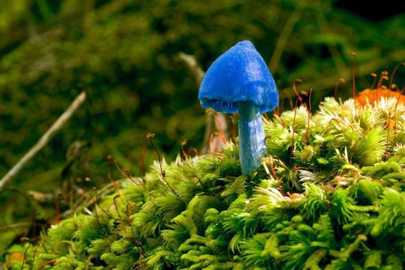 L-entolome-de-Hochstetter-un-incroyable-champignon-bleu-ciel-1