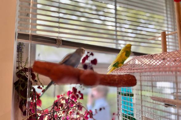 A photo of two parakeets, standing outside, out their cage. This photo with the focus on the Yellow-Green budgie