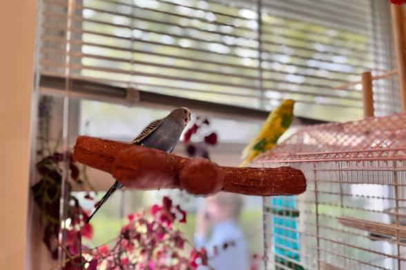 A photo of two parakeets, standing outside, out their cage. This photo with the focus on the Blue-Black-White budgie