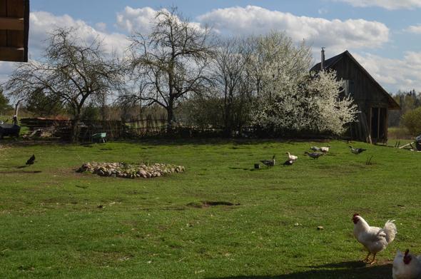 Cour de ferme avec quelques canards et poules, couverte d'herbe rase très verte. Les arbres sont en bourgeons, un myrobolan est en fleurs.