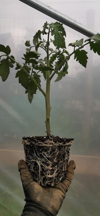 Un pied de tomate juste sorti du pot, tenu dans un gant de jardinage, on voit bien les racines en folie