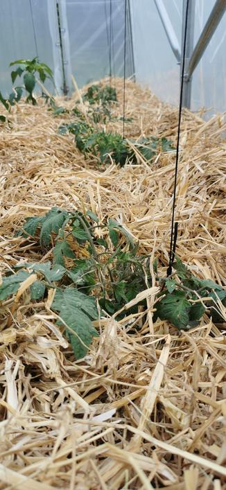 Quelques feuilles du même pied de tomates qui sortent à peine de la paille, sous une serre
