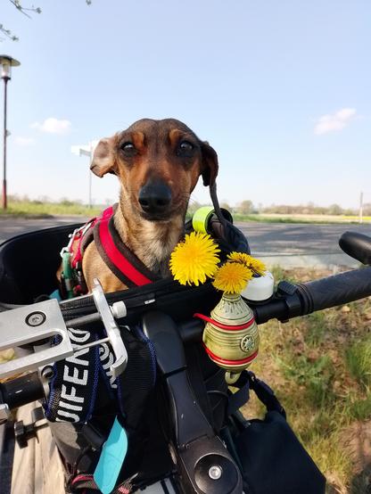 Rast am Deich. An dieser Stelle gibt es zwei Sitzbänke, die allerdings nicht im Bild sind. Dackel Effie sitzt in ihrem Körbchen. Das Bild wurde aus der Fahrperspektive aufgenommen und Effie hat sich extra umgedreht dafür.  Unterhalb vom Hund sind ein Teil des Lenkers, eine Smartphone-Halterung und eine Fahrradvase mit Löwenzahn zu sehen.