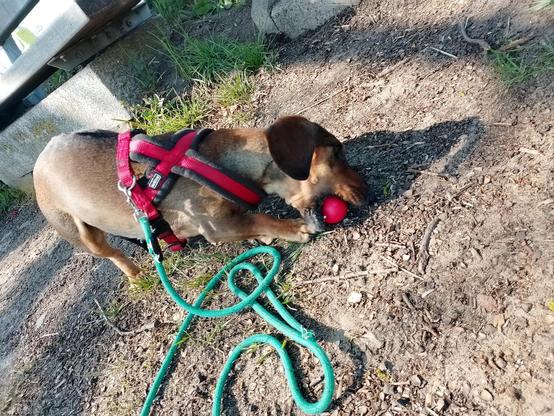 Schwerstarbeit für Effie. Normalerweise lassen wir die Eier so lange vom Deich rollen, bis eins kaputt geht. Dann darf es gegessen werden. Hier war Effie schneller und versucht das ganze Ei samt Schale in den Mund zu bekommen. Das Ei rot gefärbt. Auch Effie trägt ein rotes Geschirr mit einer grünen Leine. Im Hintergrund ist der Fuß einer der zuvor erwähnten Bänke zu sehen.