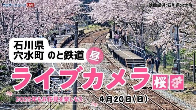 【桜ライブカメラ】ソメイヨシノ／「石川県穴水町 のと鉄道」ライブカメラより/Cherry Blossom Live Camera　 2025年4月20日(日)  #桜  #さくら #ソメイヨシノ