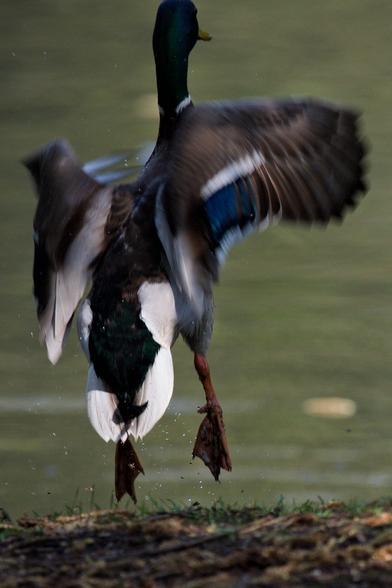 Ente beim Abflug, die am Ufer dabei hochspringt, von hinten aufgenommen. Die Flügel stark verwischt. Um die Beine fliegen kleine Wasstertopfen durch die Luft.