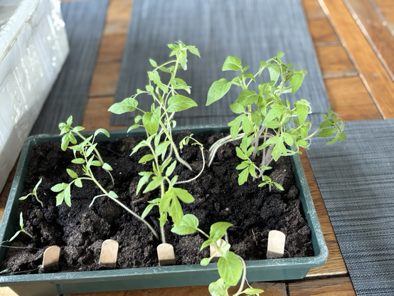Des plants de tomate, pas encore transplantés