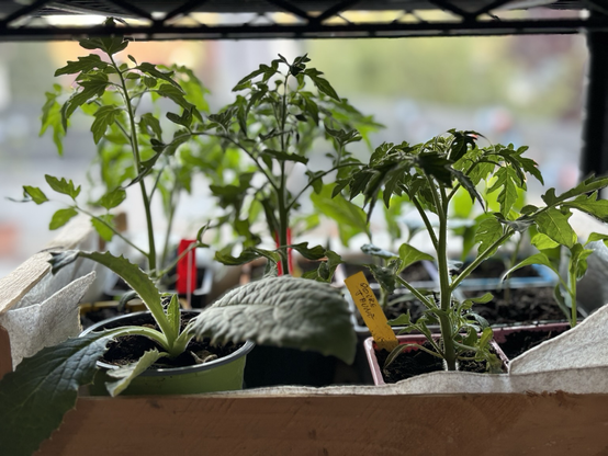 D’autres plants de tomates dans leur pot individuel (avec un artichaut devant)