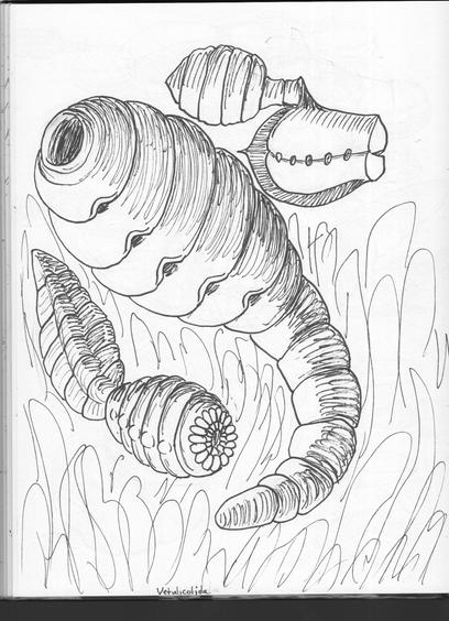 Comparison of Vetulicola gantoucunensis (top), Yuyuanozoon magnificissimi (center), and Pomatrum ventralis (below Yuyuanozoon)
