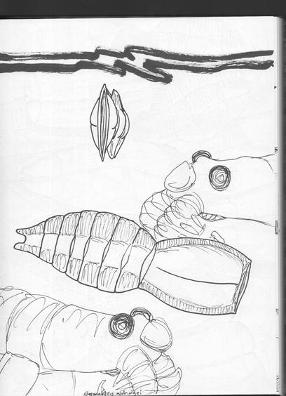 A pair of Nesonektris aldridgei swimming with a pair of anomalocarids