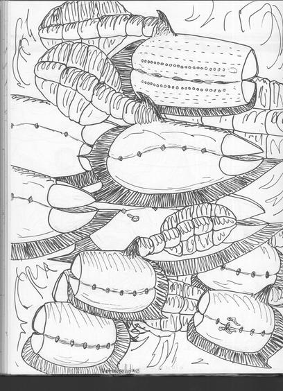 Comparison of Vetulicola monile (top), V. cuneata (below V. monile), and V. rectangulata (bottom row)