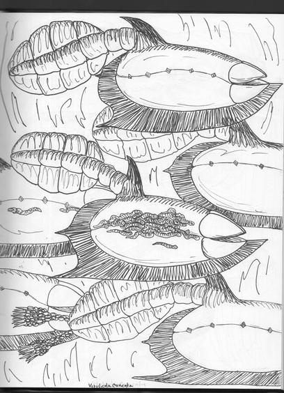 Vetulicola cunetata