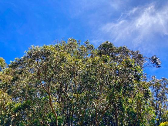 Crown of a large eucalyptus tree against a vibrant blue sky with wispy clouds.
