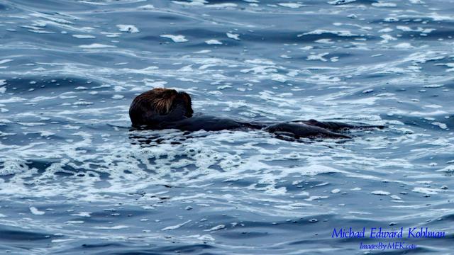 Sea Otter relaxing in the waves near the Hopkins Beach Rookery, Pacific Grove, California.

April 19th, 2025

#ImagesByMEK
