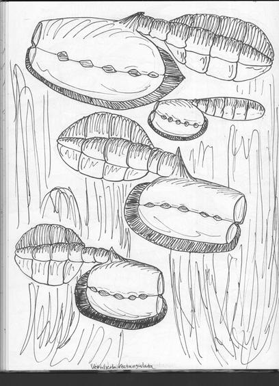 Various variants of Vetulicola rectangulata