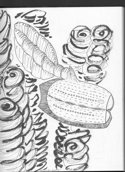 Vetulicola monile